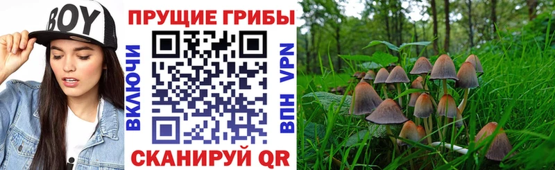 Псилоцибиновые грибы Psilocybine cubensis Прохладный